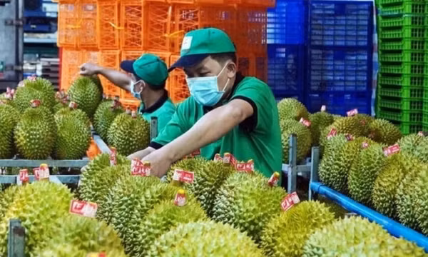 Khôi phục xuất khẩu rau, quả sang Trung Quốc: Đa dạng các giải pháp hỗ trợ