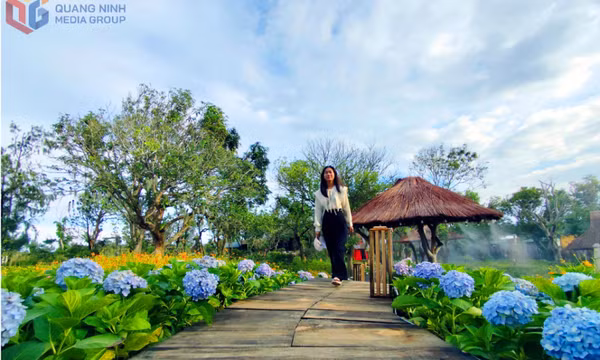 Trải nghiệm sắc màu vườn hoa lớn nhất Cô Tô
