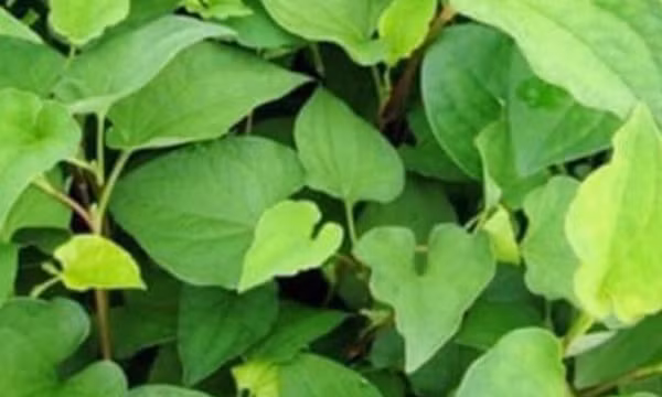 Tác dụng giải độc của loại rau có vị tanh