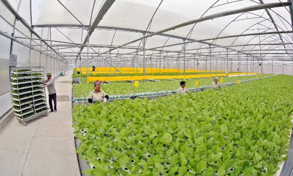 Hiệu quả từ sản xuất nông nghiệp công nghệ cao