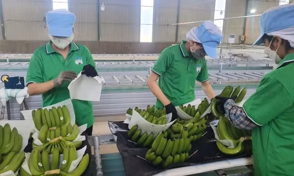 Việt Nam xuất khẩu chuối lớn thứ 9 toàn cầu, dừa cũng xuất hàng đầu thế giới