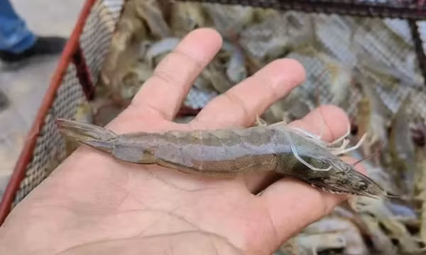 Trung Quốc nuôi thành công thủy hải sản giữa sa mạc bằng nước biển nhân tạo