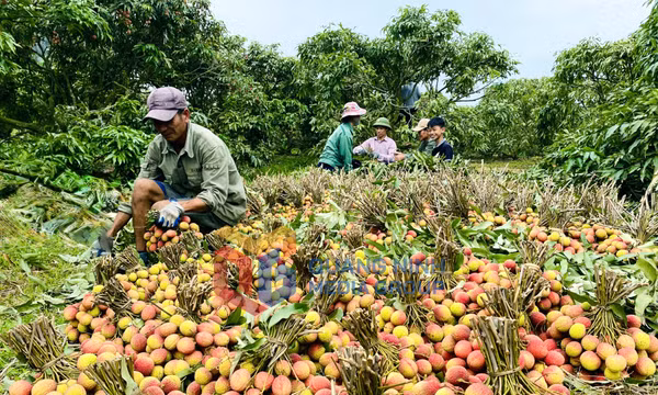 Nông thôn mới (phường Yên Tử)