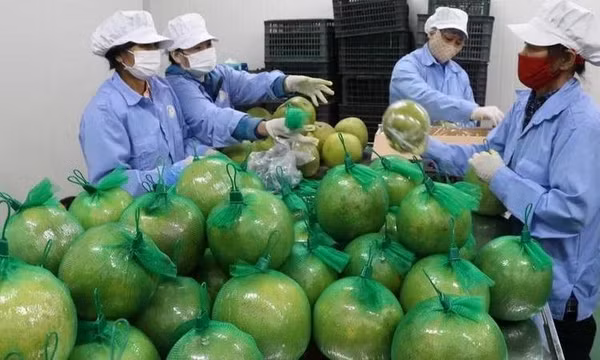Nhiều dư địa cho doanh nghiệp Việt mở rộng thị phần tại thị trường Anh