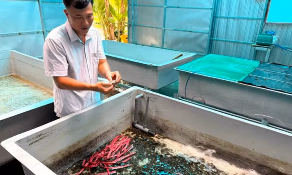 Tiến sĩ mê 'vỗ béo' cua giống Cà Mau