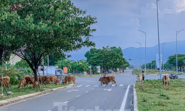 Đà Nẵng: Bò thả rông húc văng cháu bé đang chơi trước nhà
