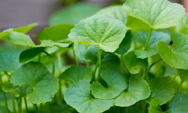 Thuốc nam chữa cảm nắng trong mùa hè