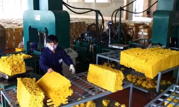 Giá cao su tăng, triển vọng xuất khẩu tiếp tục tươi sáng