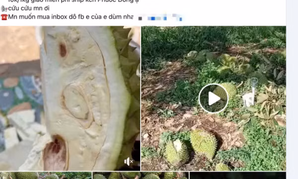 Thực hư 'sầu riêng 30.000 đồng một kg'