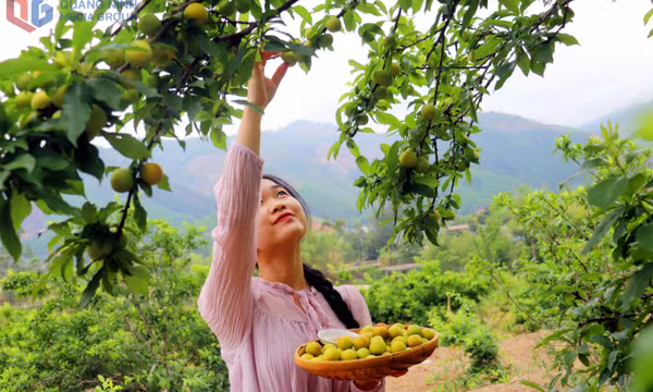 Trải nghiệm vườn mận sai trĩu quả ở Bình Liêu 