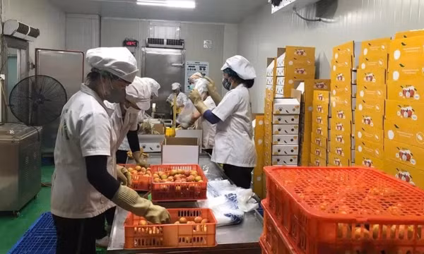 Lô vải thiều đầu tiên của năm 2025 đã được xuất khẩu qua Nhật Bản