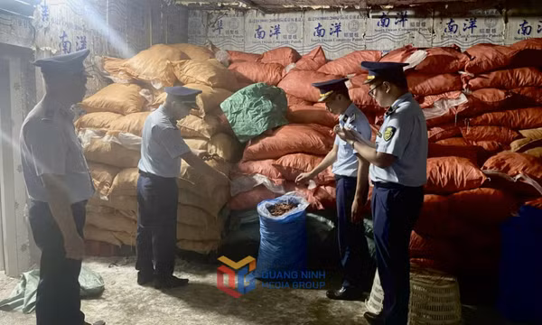 Bắt giữ gần 8 tấn chân gà không rõ nguồn gốc tại Móng Cái