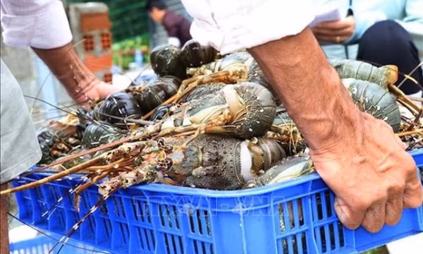 Trung Quốc đặc biệt yêu thích tôm hùm Việt Nam
