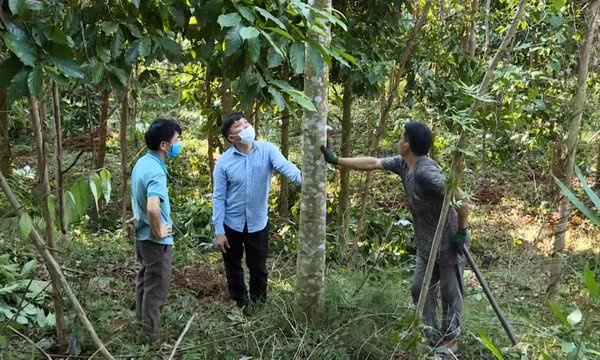 Ba Chẽ phát triển rừng bền vững