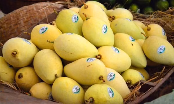 6 lợi ích ít được biết đến của xoài khi ăn vào mùa hè