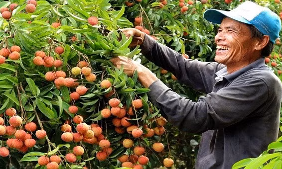 Bản tin vùng Đông Bắc ngày 24/5/2025