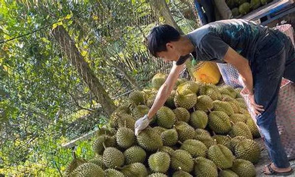 Lối mở cho phát triển bền vững ngành sầu riêng