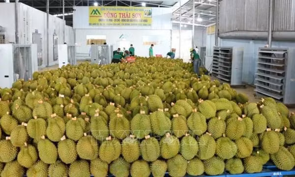 Vẫn câu chuyện được mùa, mất giá