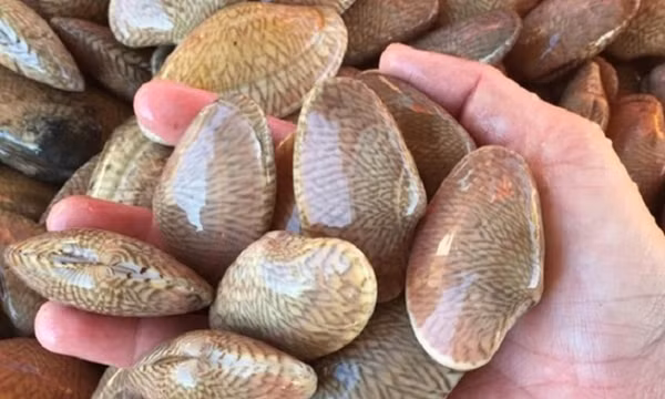 Xuất khẩu nhuyễn thể có vỏ tăng mạnh, mở rộng thị trường sang Trung Quốc