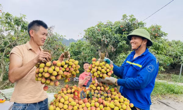 Niềm vui mùa vải chín sớm