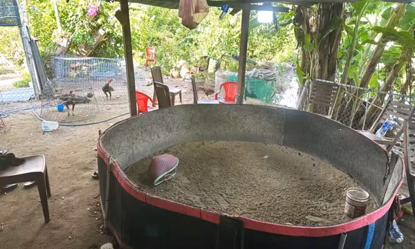Triệt phá sới cá độ đá gà liên tỉnh 'khủng' giữa trung tâm Đà Nẵng