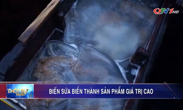Biến sứa biển thành sản phẩm giá trị cao