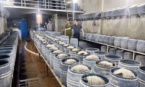 Ngâm ủ giá đỗ bằng chất cấm pha nước vôi rồi 'tuồn' ra thị trường gần 350 tấn