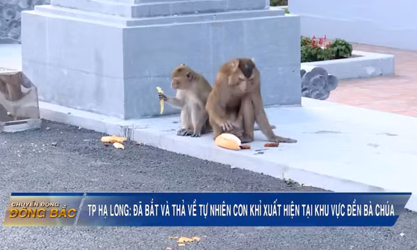 TP Hạ Long: Đã bắt và thả về tự nhiên con khỉ mới xuất hiện tại khu vực Đền Bà Chúa