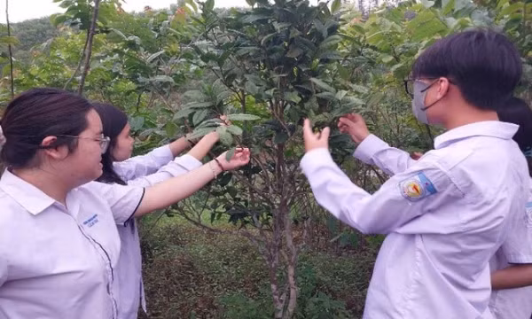 Học sinh Cẩm Phả chế tạo ra chế phẩm Nano giúp phòng bệnh cho trà hoa vàng