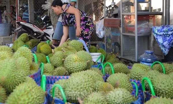 Giá lao dốc, xuất khẩu bất thành, người trồng sầu riêng vỡ mộng?