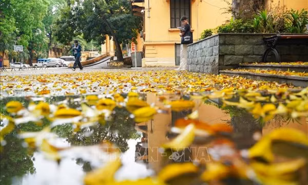 Có một Hà Nội đẹp dịu dàng mùa lá rụng