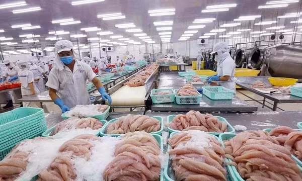 Cá tra và nghịch lý “lép vế” trên sân nhà