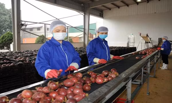 Việt Nam là nguồn cung rau quả chế biến lớn thứ 11 cho Mỹ trong 2 tháng đầu năm 2025
