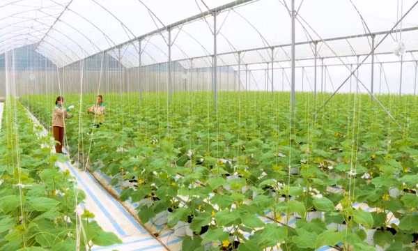 Hướng tới nền nông nghiệp phát thải thấp