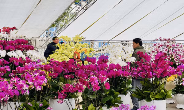 Tấp nập chuẩn bị Hội hoa xuân