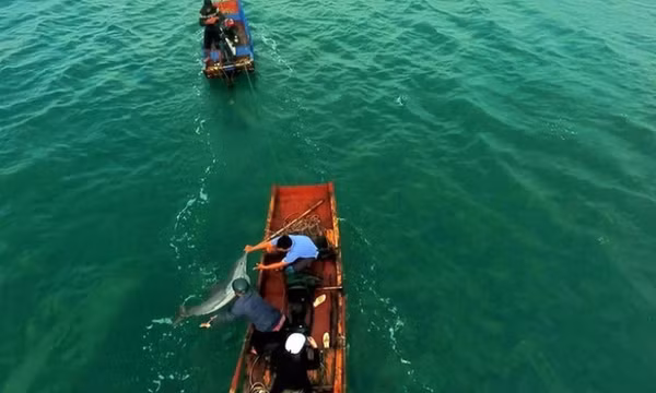 Chuyện về những chú cá voi, cá heo ở vùng biển Cô Tô