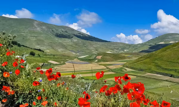 Đến Ý, ngắm thung lũng hoa rực rỡ tại làng Castelluccio