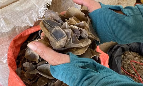 Bắt giữ lô hàng vảy tê tê trị giá 14 tỷ đồng