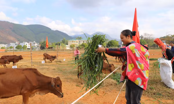 Bàn giao bò, dê giống sinh sản cho 80 hộ nghèo, cận nghèo xã Hoành Mô (Bình Liêu)