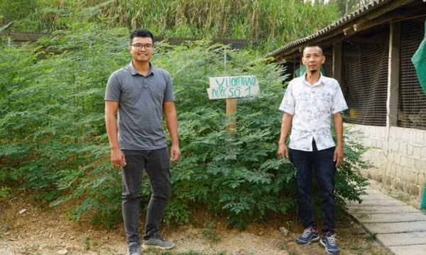Chàng trai từ bỏ lương kỹ sư điện ở thành phố, về quê nuôi gà thảo dược