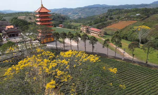 Phượng vàng bung nở tại Tu viện Bát Nhã, Lâm Đồng