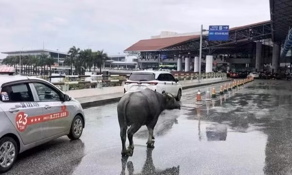 Trâu "đi lạc" lên tầng 2 nhà ga T1 sân bay Nội Bài