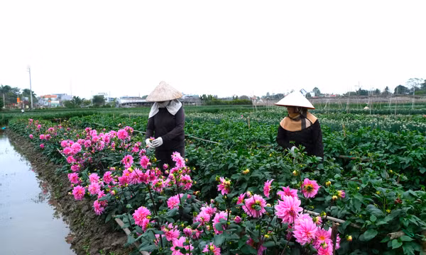 Quảng Yên: Sản xuất rau, hoa phục vụ Tết Nguyên đán