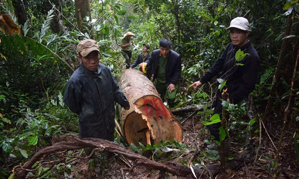 Khai thác lậu gỗ dổi để... lấy tiền tiêu Tết