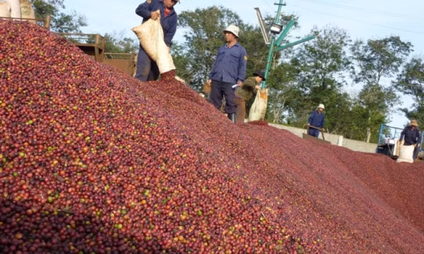 Cà phê Việt hướng mốc 5 tỷ USD xuất khẩu