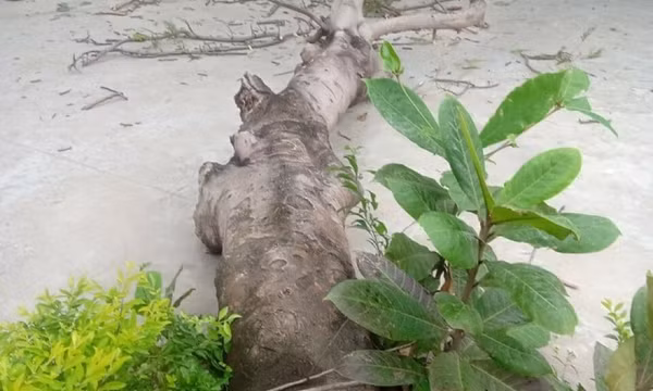 Cây phượng đổ đè 3 học sinh