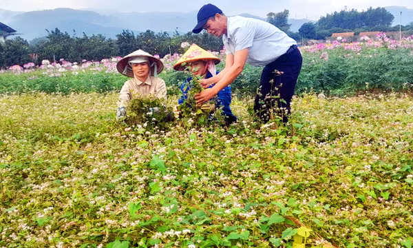 Tô sắc xuân cho vùng trồng hoa truyền thống