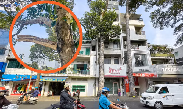 Đơn vị quản lý lên tiếng về vụ nhánh cây gãy làm chết người ở quận 5, TP.HCM