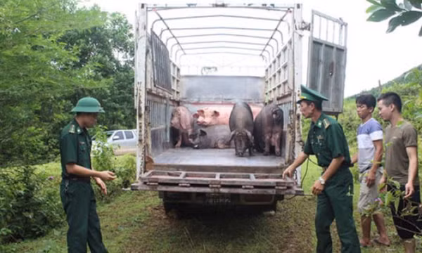 Tăng cường ngăn chặn buôn lậu, vận chuyển trái phép động vật, sản phẩm động vật qua biên giới vào Việt Nam