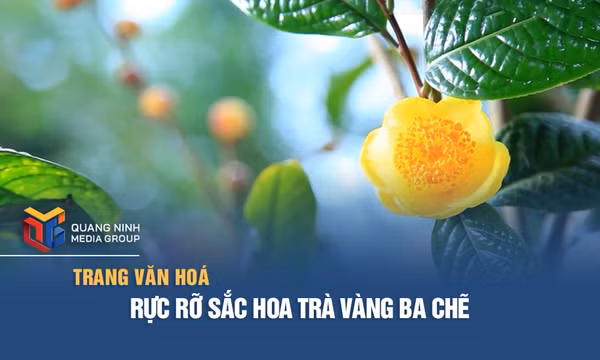 Rực rỡ sắc hoa trà vàng Ba Chẽ